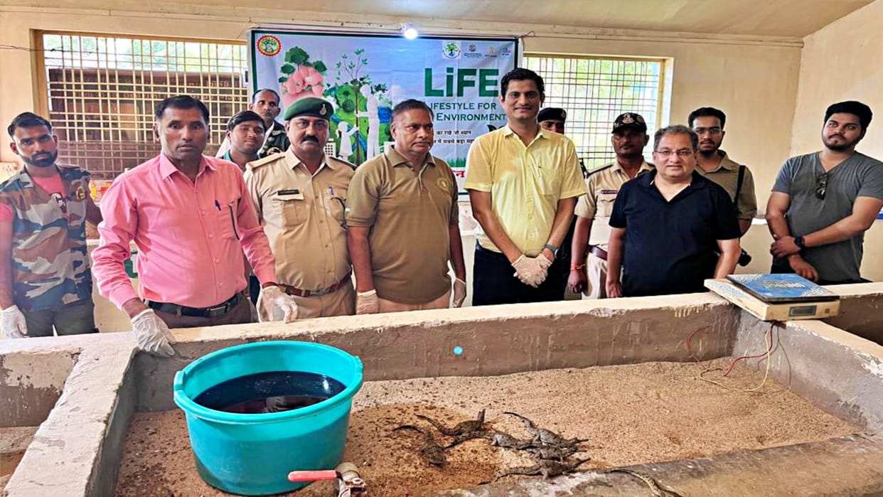 192 baby alligators hatched out of eggs at Dholpur alligator center