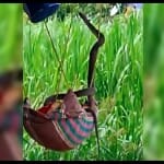 cobra mongoose fight video