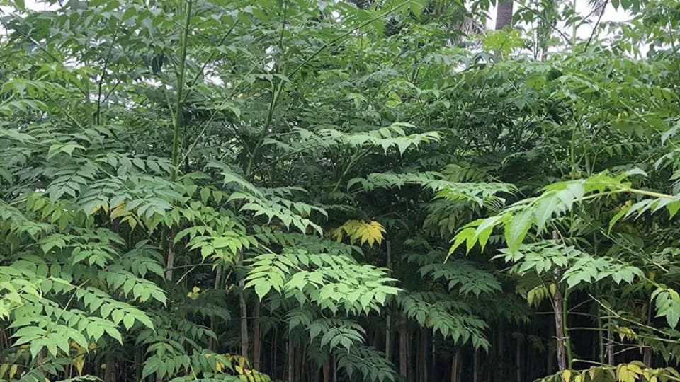 Himachal : Now Malabar Neem will make farmers rich
