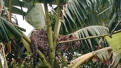 Bihar: Leopard-like fishing cat stuck in stalks on banana tree; Forest Department team did the rescue