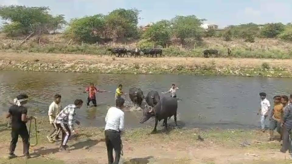MLA recommended to get rid of buffalo spreading filth in Yamuna river in Agra caught by Municipal Corporation