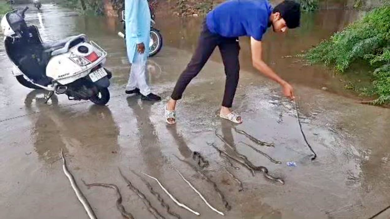 Hundreds of snakes died due to electrocution of transformer in Ajmer