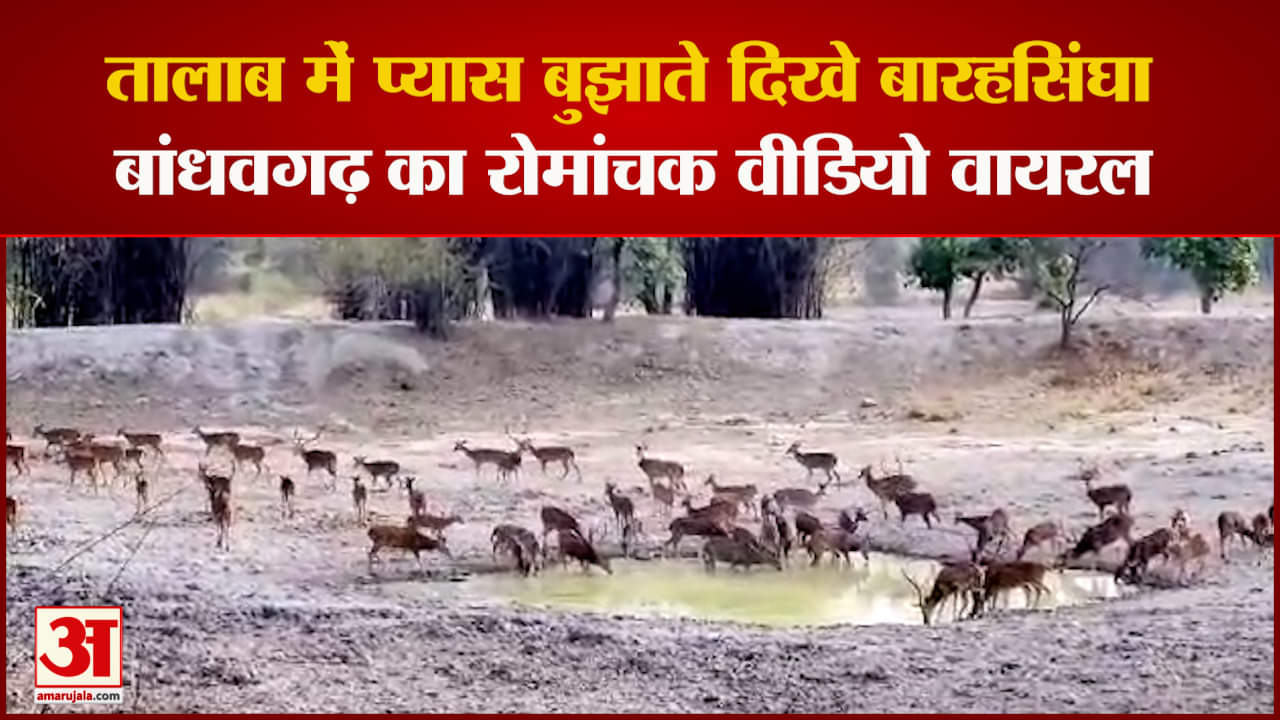 बांधवगढ़ टाइगर रिजर्व