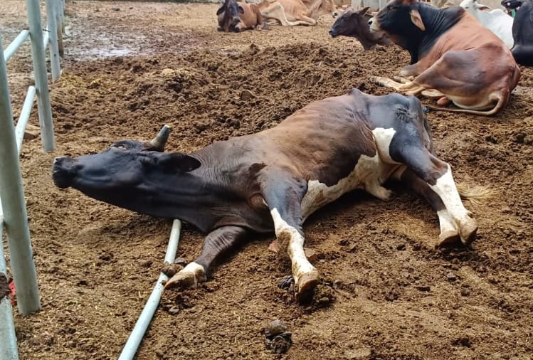 Fodder no medicine: Cows are dying of hunger and thirst in gaushalas, see in pictures