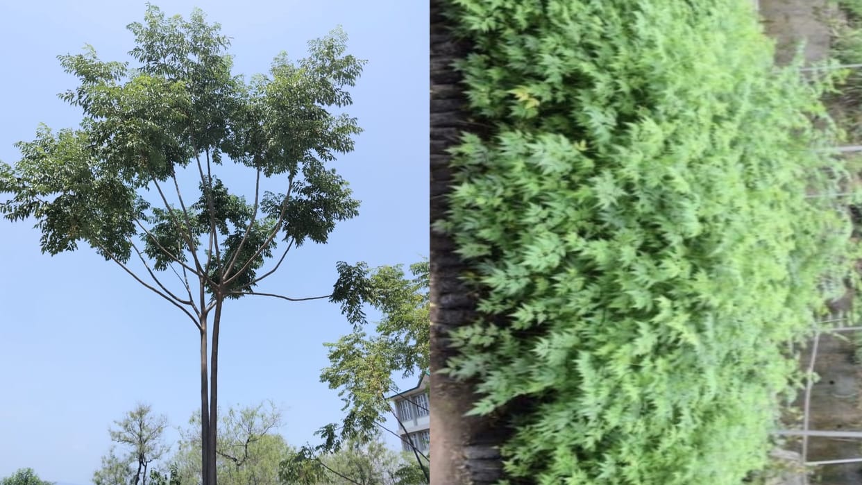 Malabar Neem Project Research completed Farmer will be benefited