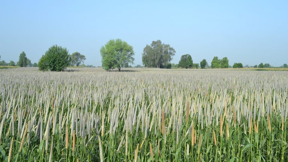 Clouds and drizzle in the sky increased the concern of the farmers
