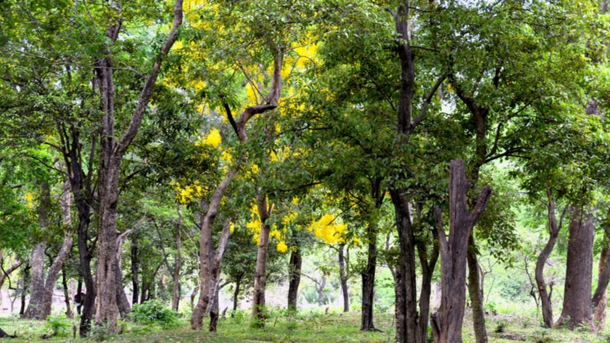 Tree Farming Business Plan: Sandalwood, Sagwan And Mahogany Tree Cost And Profit