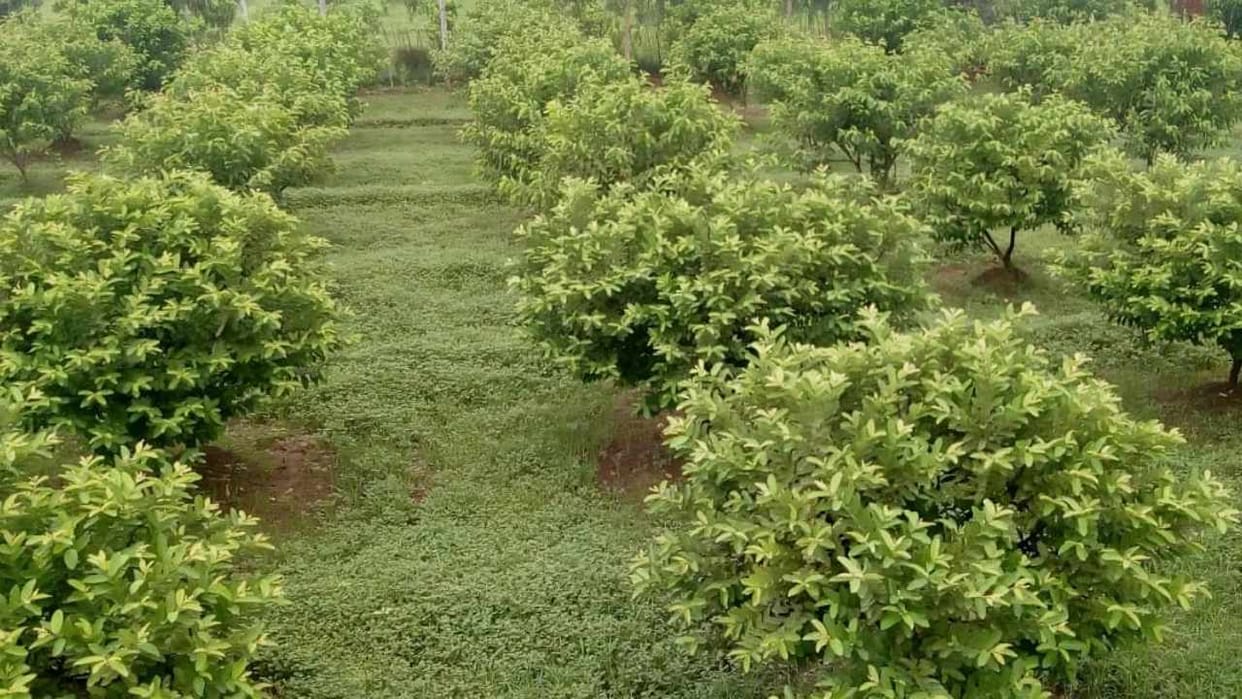 Horticulture Development Officer arrested in compensation scam in Mohali