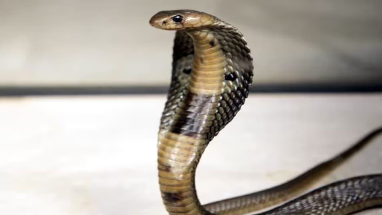 Child died due to snake bite in Jagdalpur