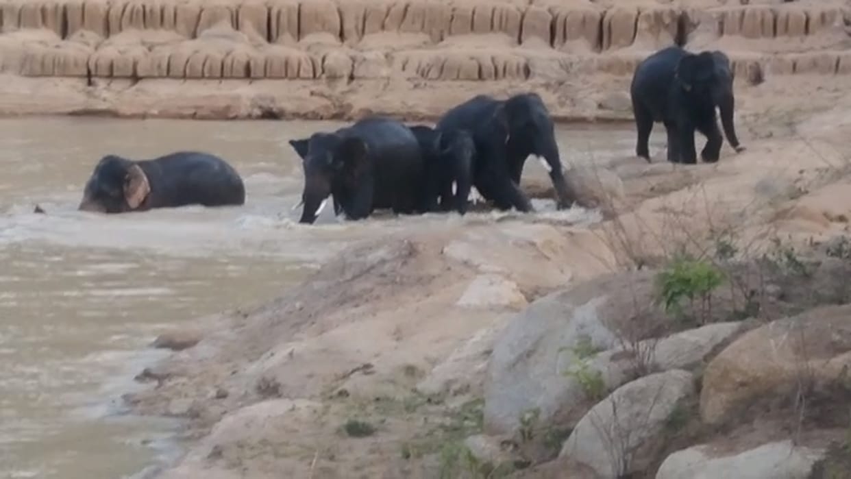 chhattisgarh elelphant attack; Elephants damaged many houses in GPM