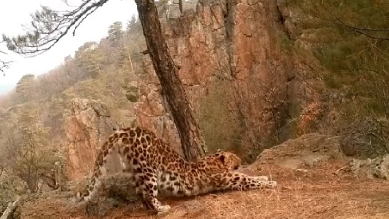 international yoga day leopard surya namaskar video viral on social media