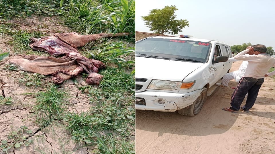 Nilgai was killed in Hisar and the meat was taken away, anger among the villagers, incident of Niyana village