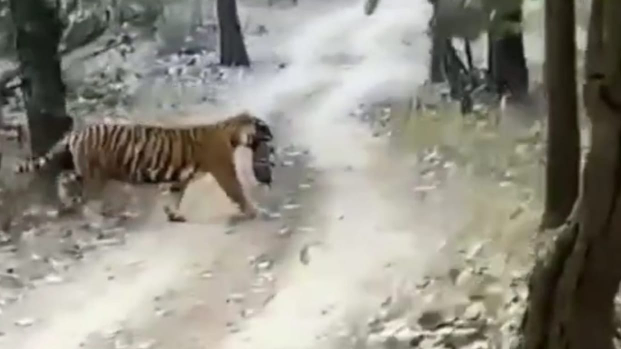Sawai Madhopur Tigress T-124 Riddhi gave birth to three cubs in Ranthambore Tiger National Reserve