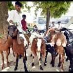 बकरीद पर बिकने के लिए मंडी में पहुंचे बकरे।