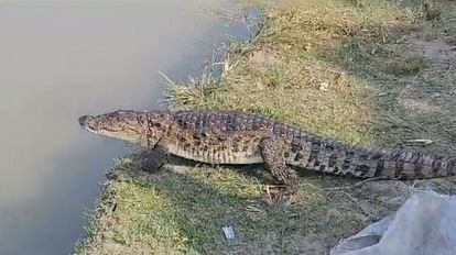 crocodile was crawling when the children playing near the school looked back