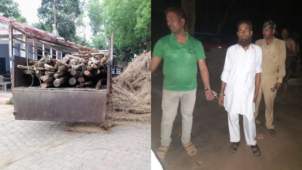 two arrested including forest workers carrying teak wood from the Dudhwa in Lakhimpur kheri