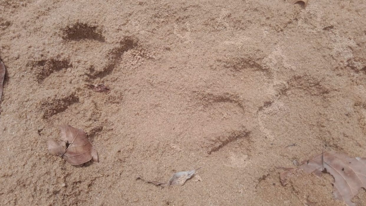 Shahdol News: Tiger hunting the villagers, again the tiger hunted the woman in Godaval forest
