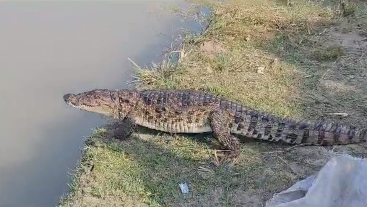 America's largest reptile sanctuary wants to import ghariyal from India