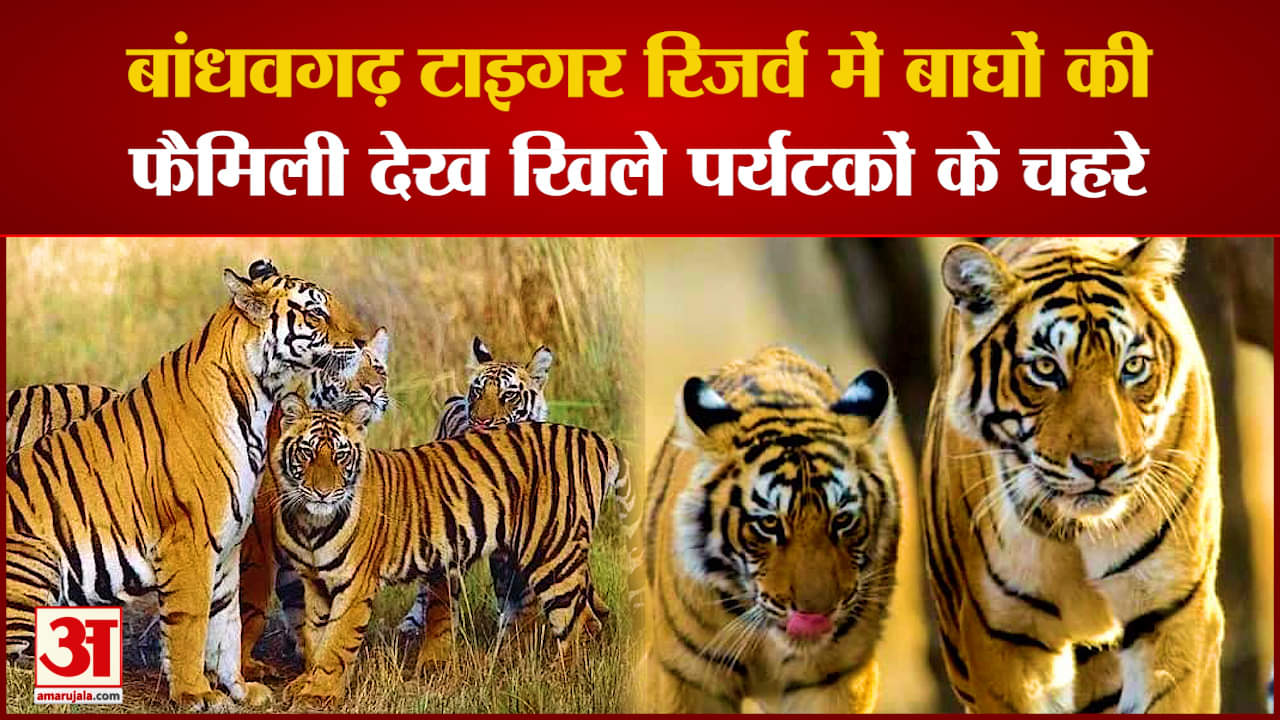 बांधवगढ़ टाइगर रिजर्व