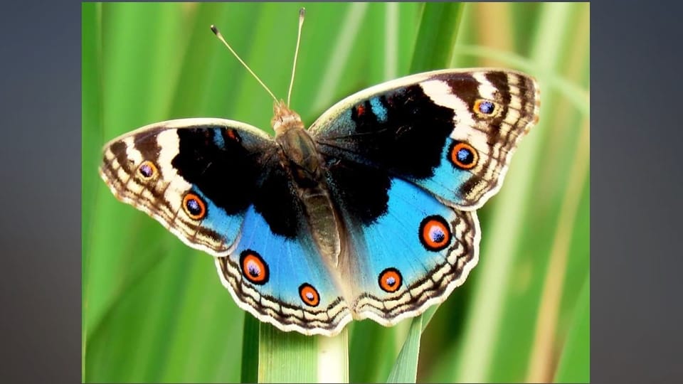 Blue Pansy Butterfly declared as the butterfly of Jammu Kashmir