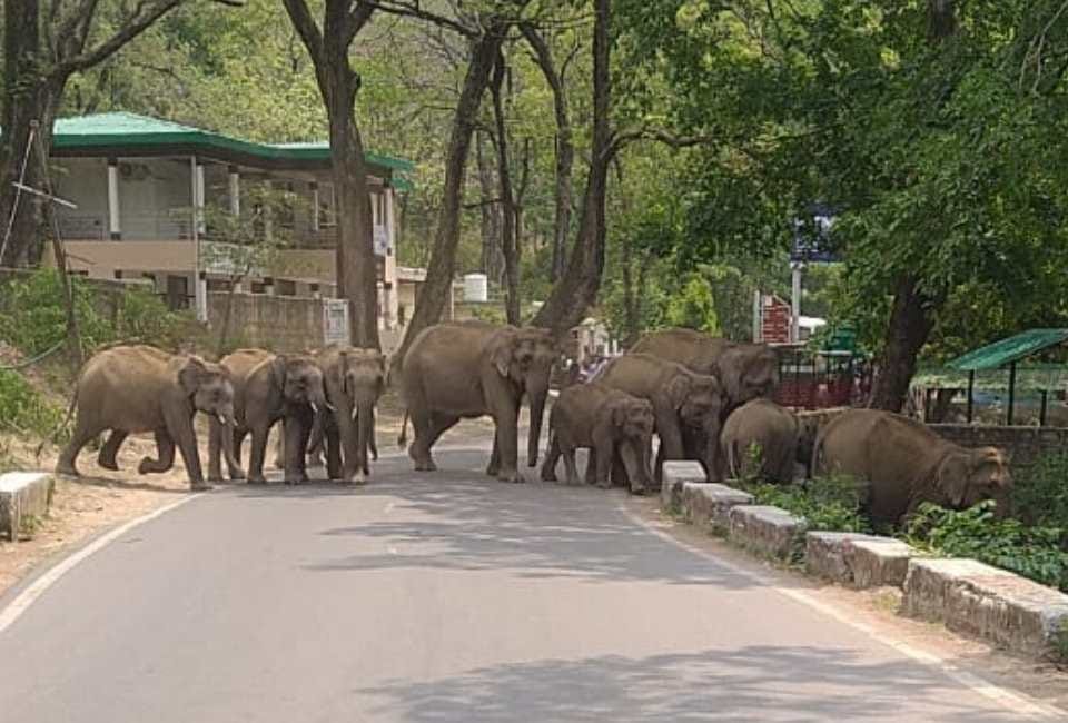 Group of elephants enter on Kotdwar-Pauri National Highway traffic Jam and panic