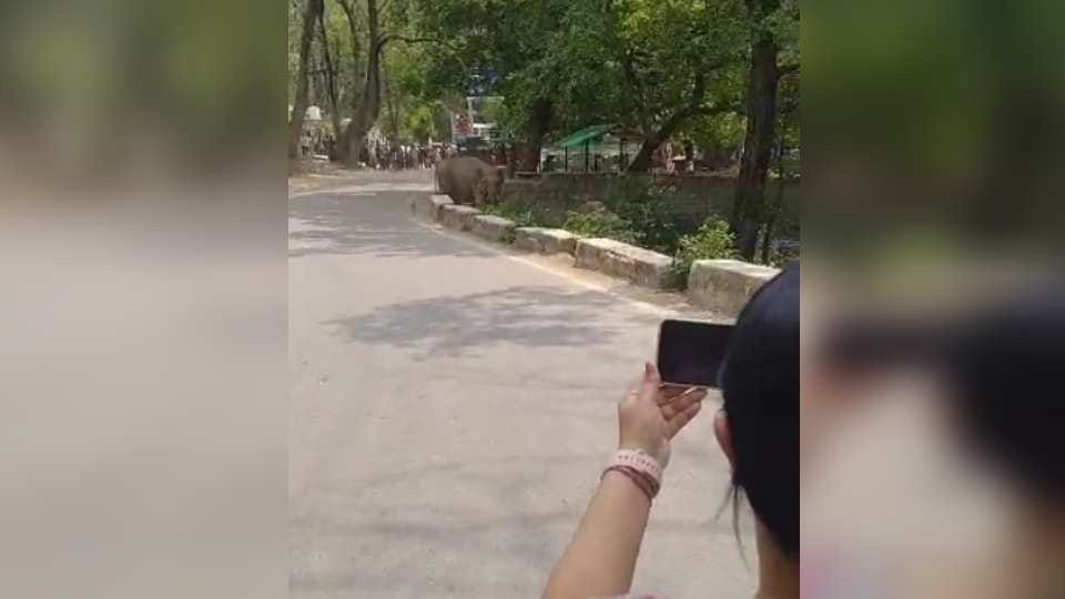Group of elephants enter on Kotdwar-Pauri National Highway traffic Jam and panic