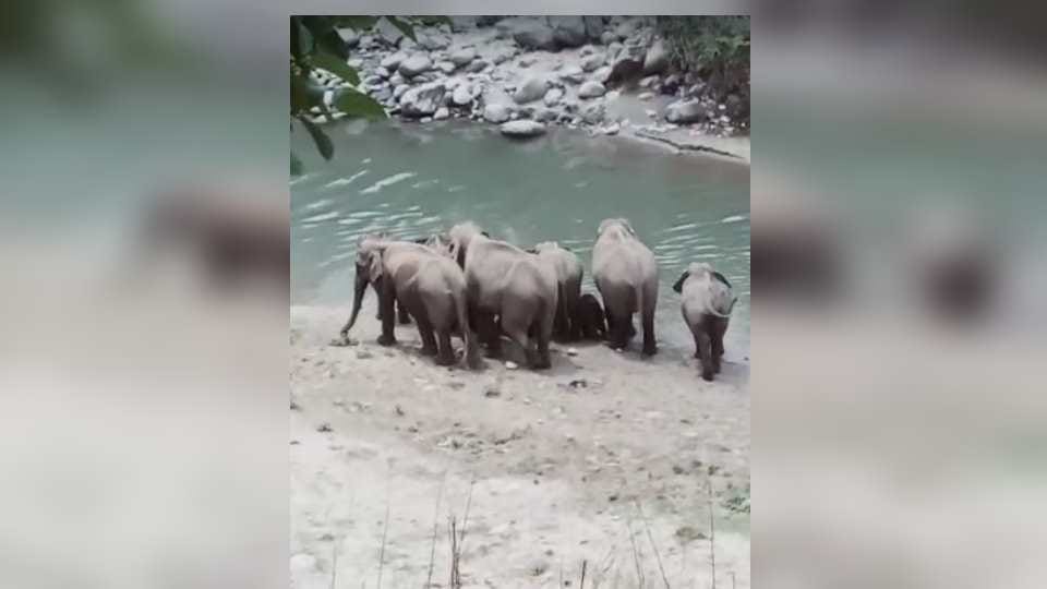 Group of elephants enter on Kotdwar-Pauri National Highway traffic Jam and panic