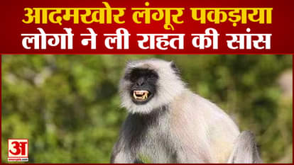 Rajgarh News: Man-eating langur caught for biting more than 25 people, residents heave a sigh of relief
