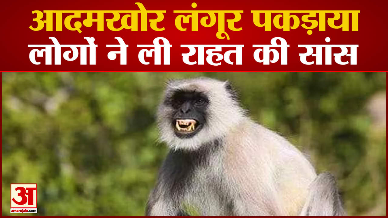 लंगूर पकड़ाया