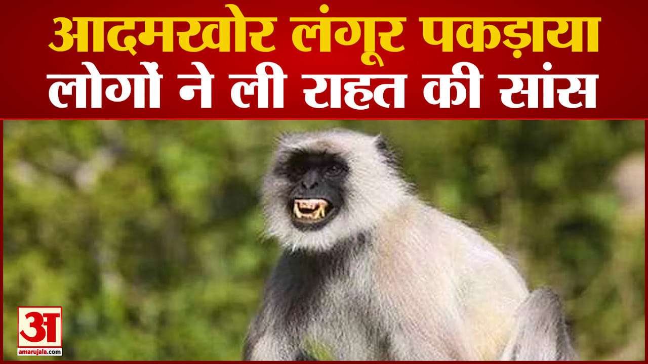 लंगूर पकड़ाया