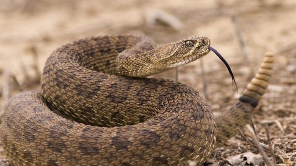 UP: Snake came out from among the files in the secretariat