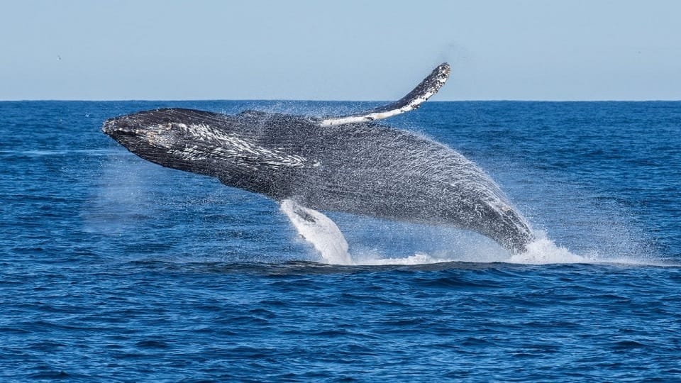 Cancer Treatment: scientists will find permanent cure for cancer By reading signals of whales