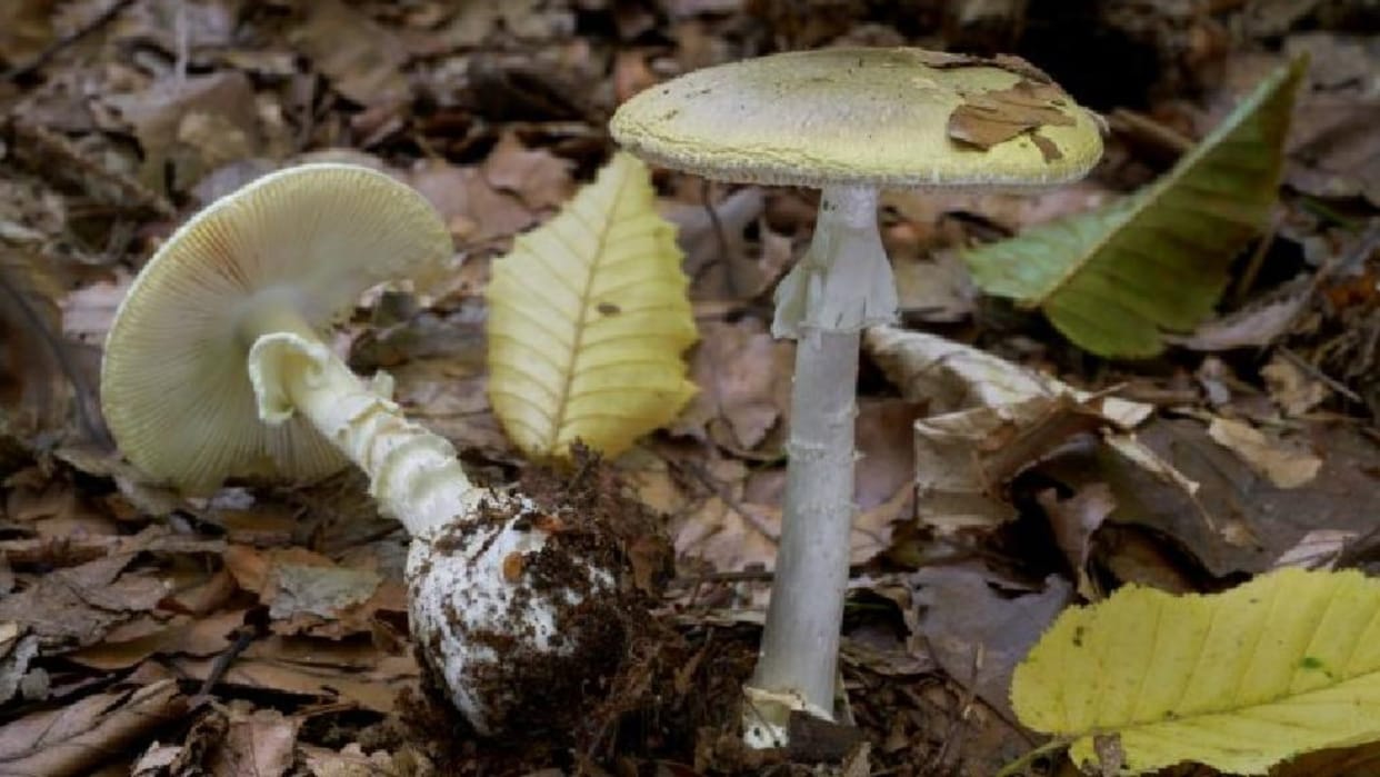 several children fall ill in Meghalaya after consuming wild mushroom