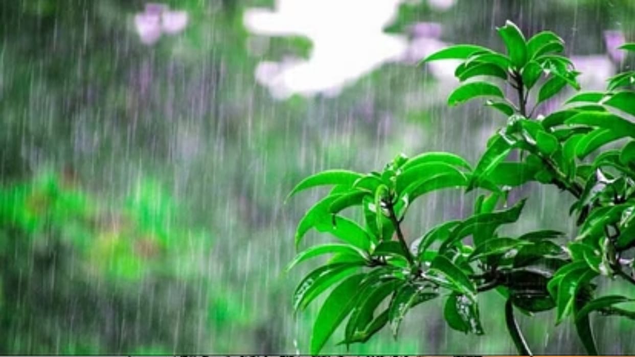 Sehore Weather: The weather became pleasant due to the knock of monsoon in Sehore
