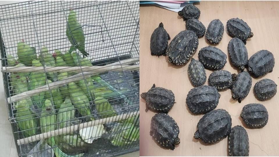 Business of rare species of turtles and parrots