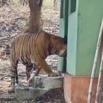 बीट गार्ड के कमरे में घुसा बाघ।