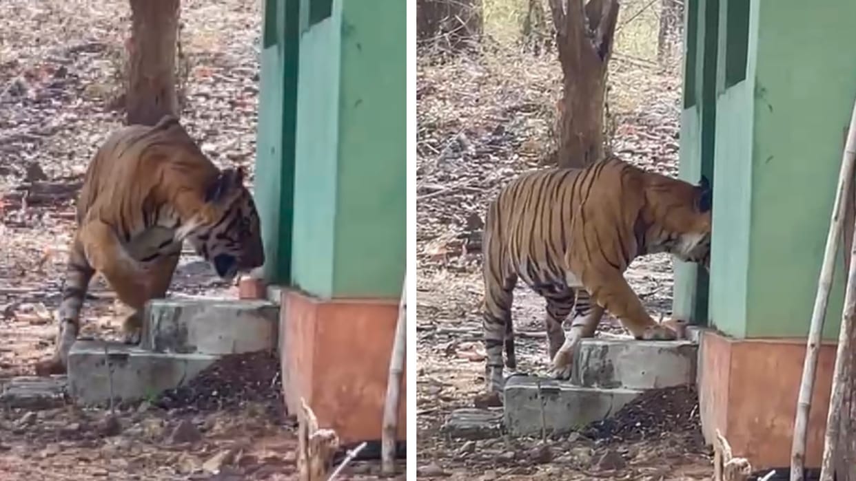 Bandhavgarh Tiger Reserve: Tiger suddenly entered the beat guard's room