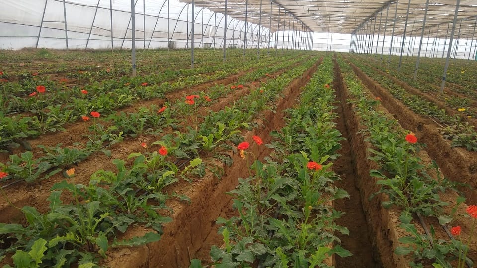Didn't rest after retirement, started Gerbera farming