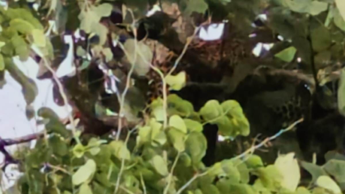 Leopard hunted goats, forest department staff got things from leopard