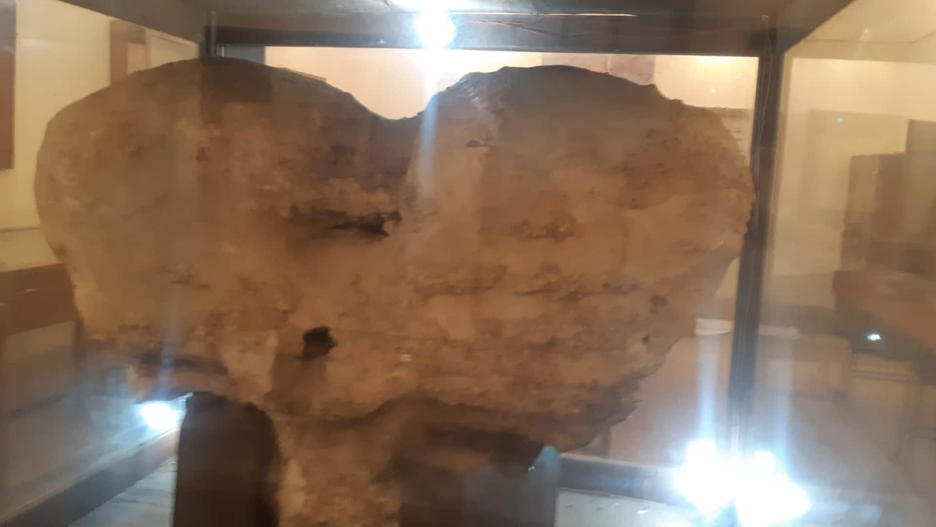 Ujjain: The huge head of Airavat elephant's descendant is safe in Vikram University's Archaeological Museum