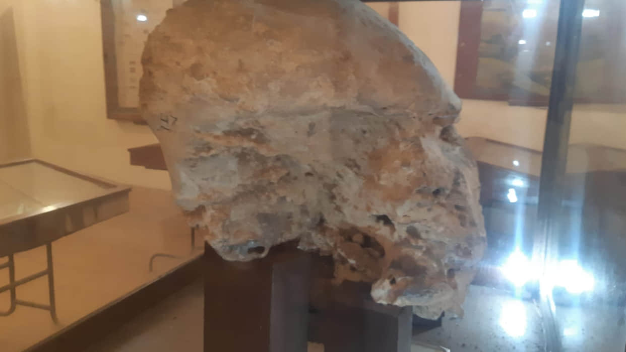 Ujjain: The huge head of Airavat elephant's descendant is safe in Vikram University's Archaeological Museum