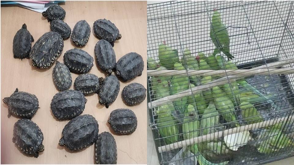 19 turtles and 40 parrots of rare species recovered