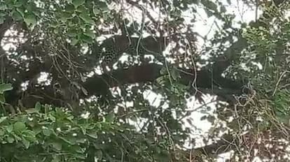Barwani News Leopard cub climbed on tree villagers pelted stones forest department did rescue