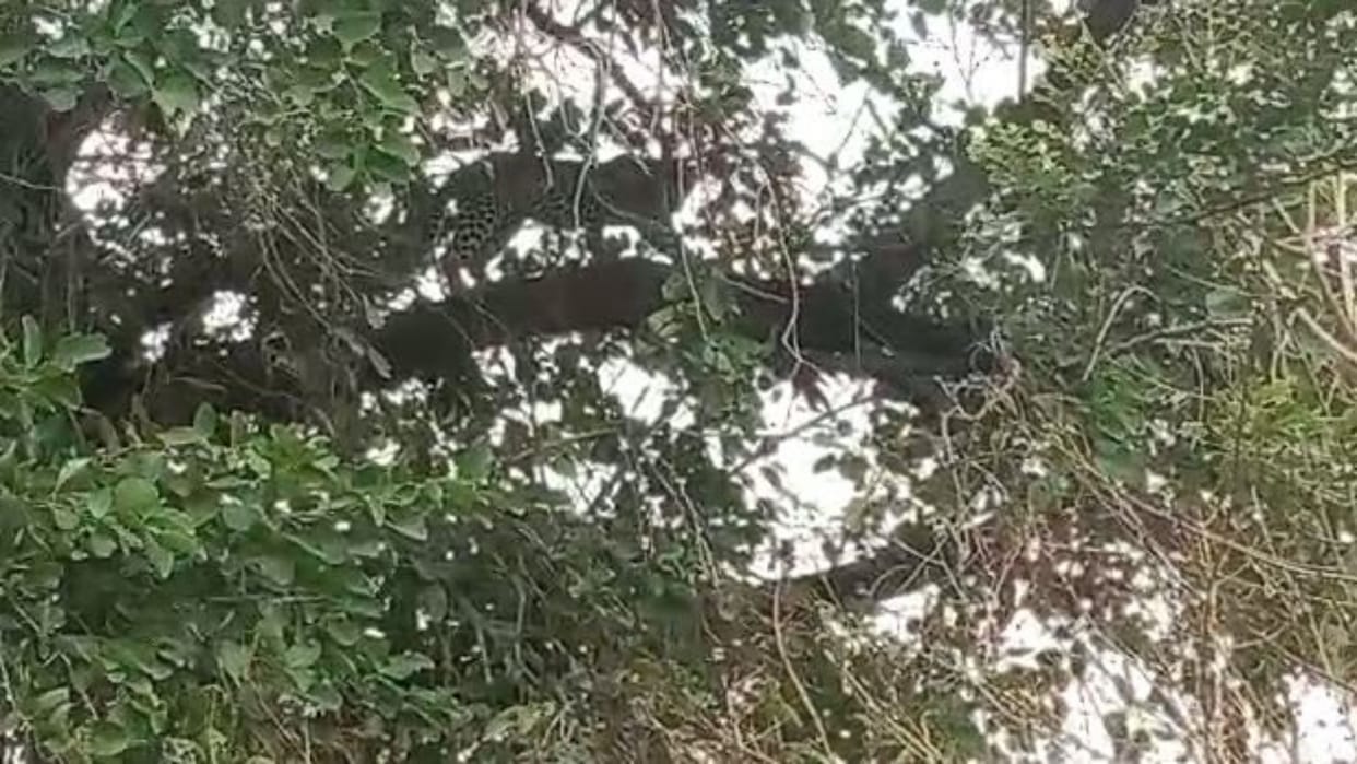 Barwani News Leopard cub climbed on tree villagers pelted stones forest department did rescue