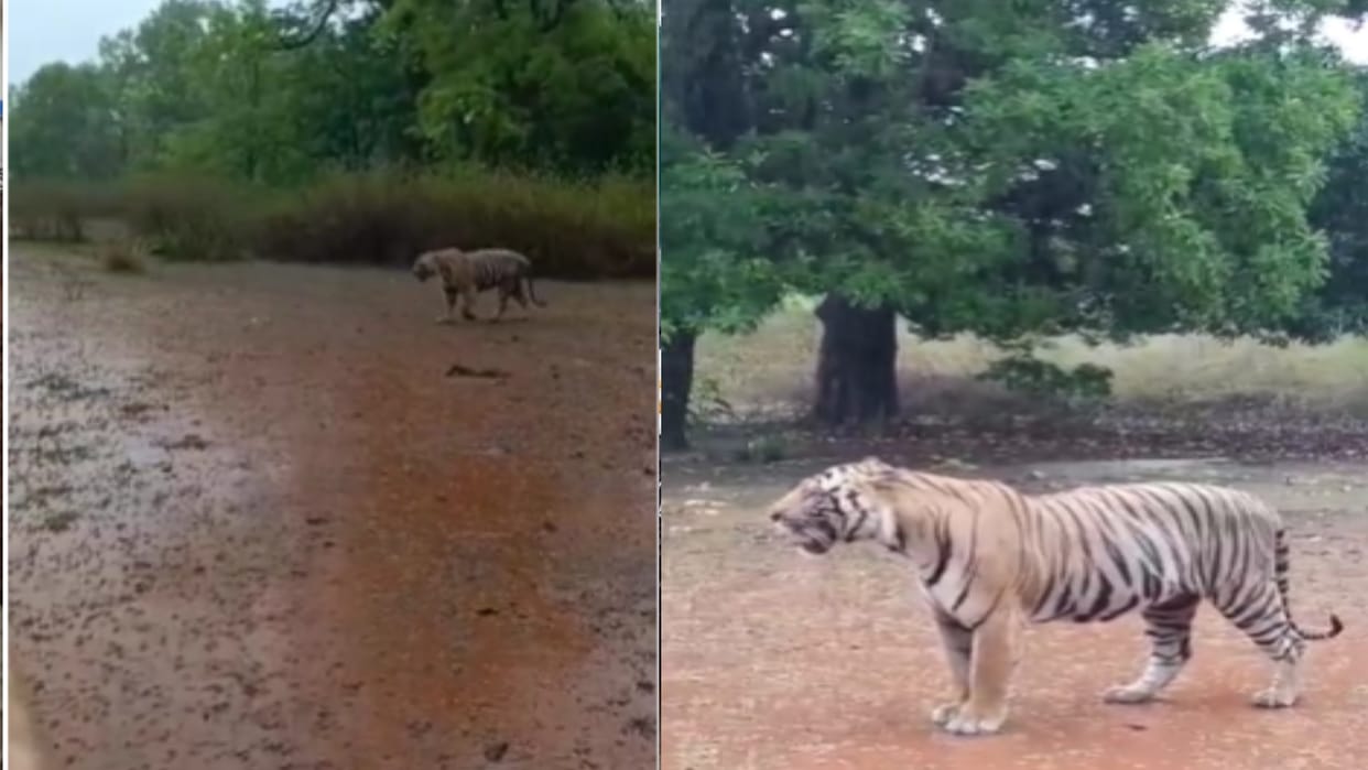 Bandhavgarh Tiger Reserve: The king of the jungle enjoyed the rain, bathed fiercely to get relief from the hea