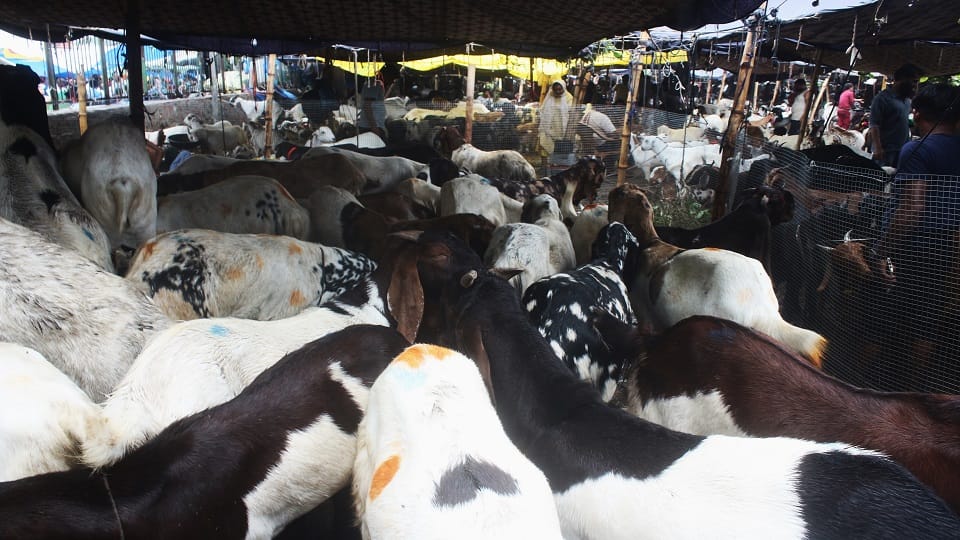 Two goats looted at knife point in Shastri Park area