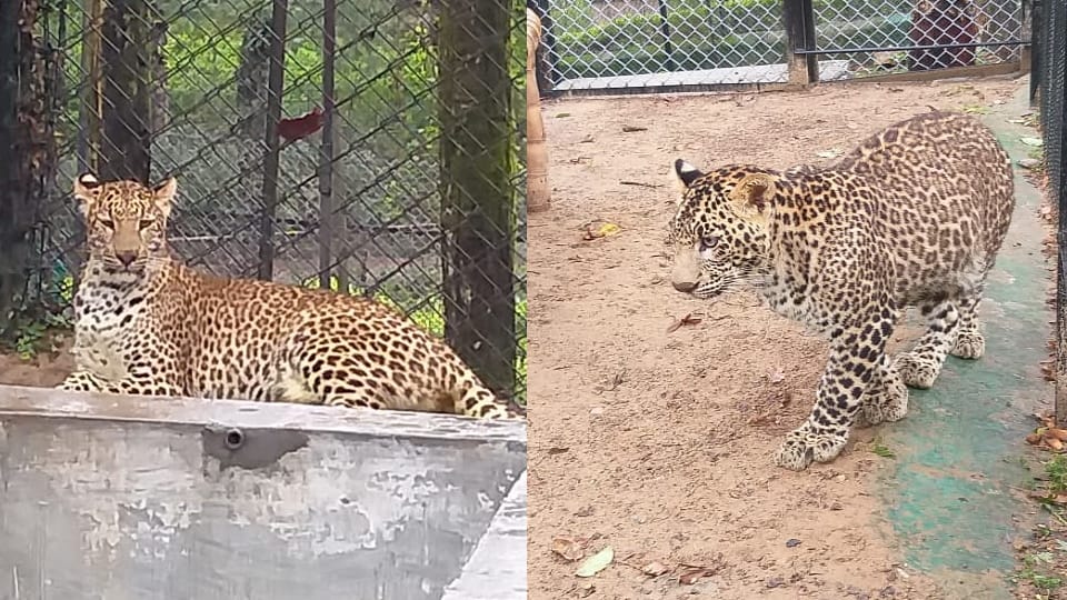 Two Leopard cubs Ruksana and Tehseem Shifted in Dehradun Zoo from Chidiyapur rescue centre