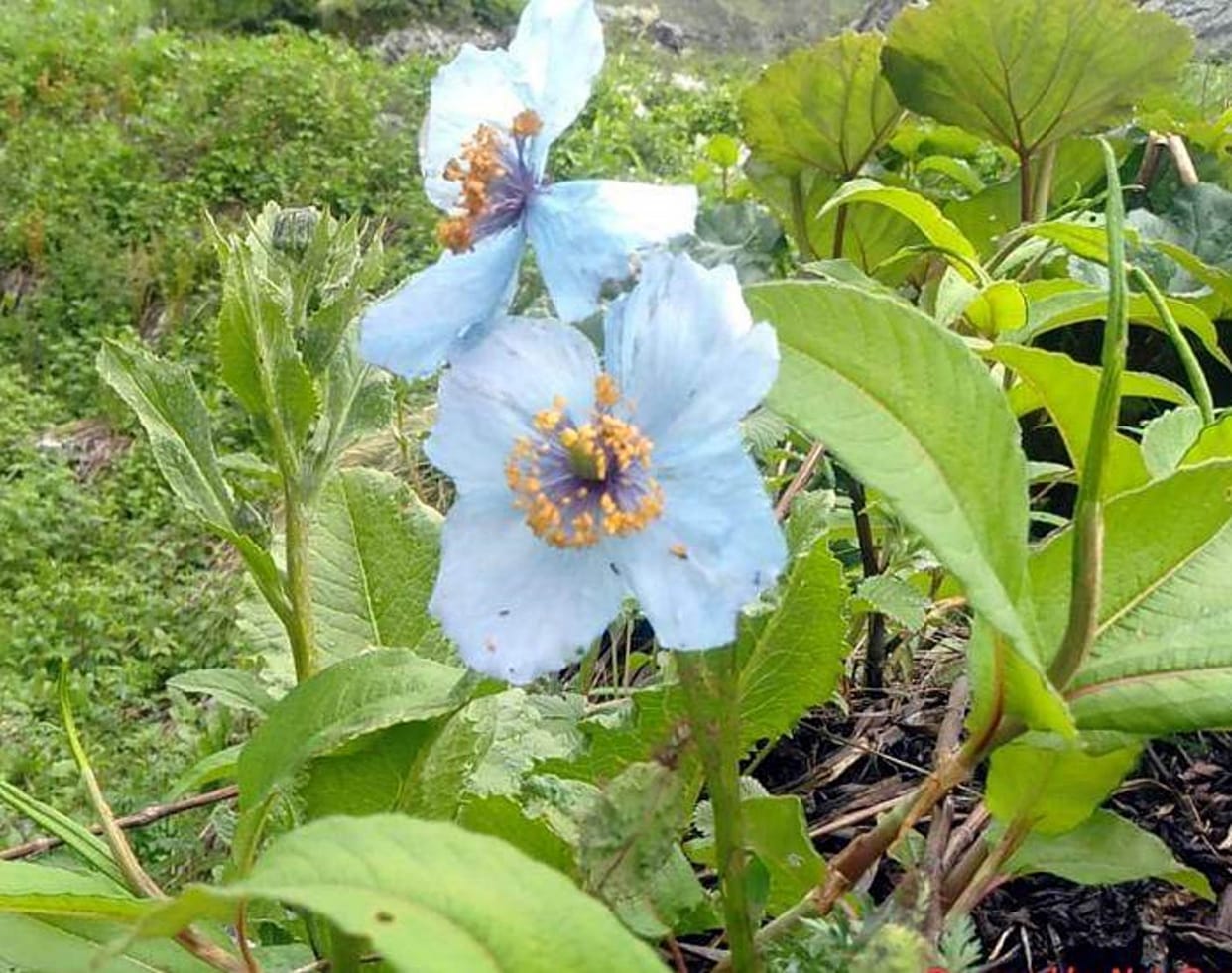 Flowers started blooming in the valley of flowers Chamoli Uttarakhand news in hindi