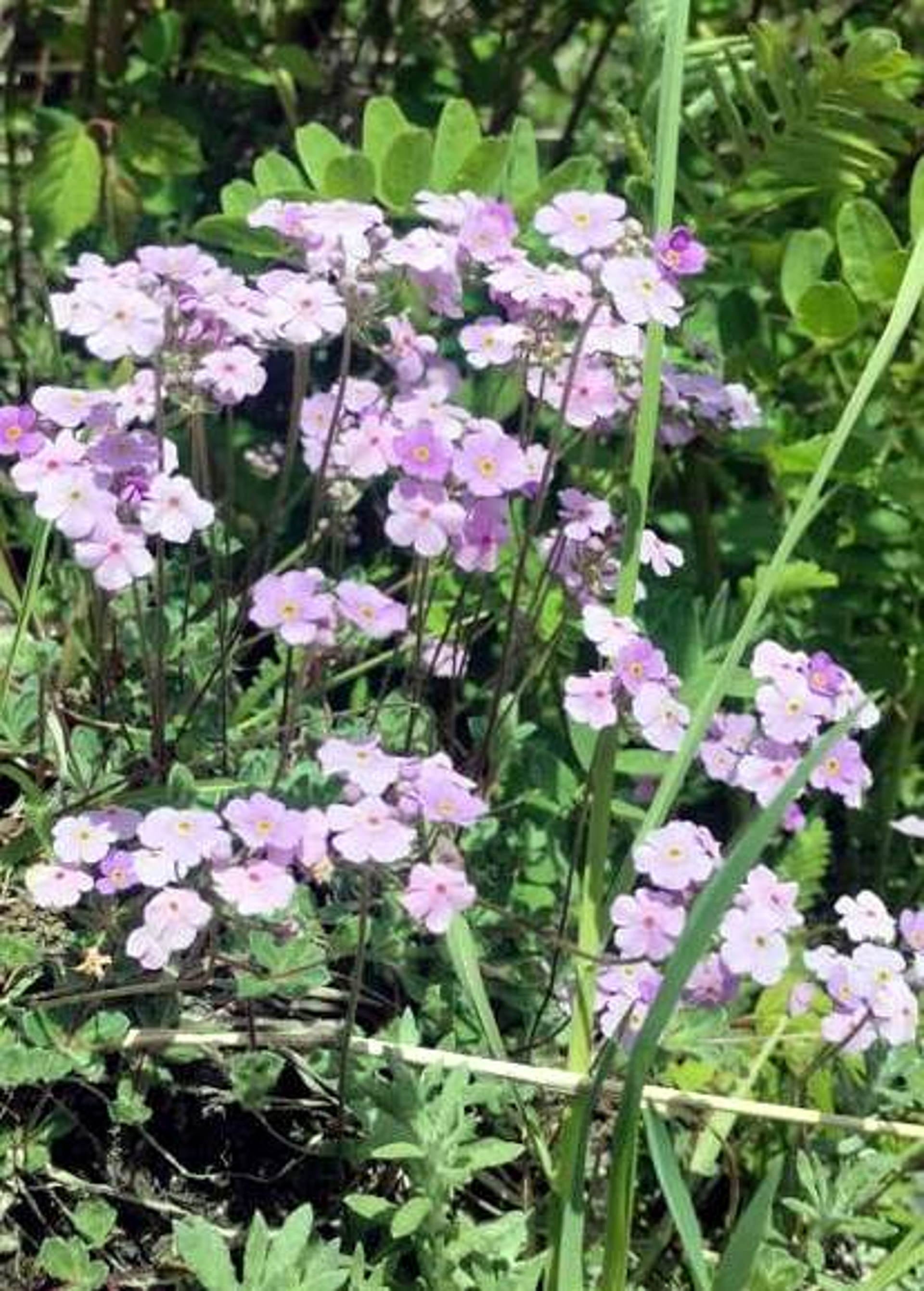 Flowers started blooming in the valley of flowers Chamoli Uttarakhand news in hindi