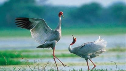 forest department sent a proposal to the headquarters for the stork conservation project